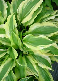 Hosta 'Ground Master'                             